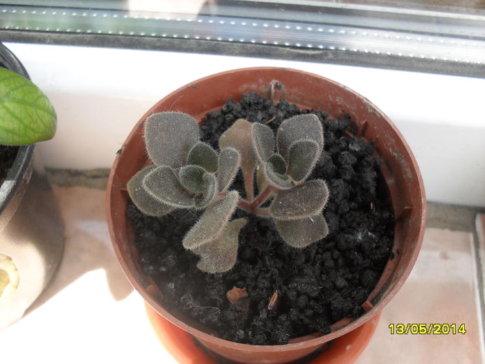 Aichryson - plante de interior