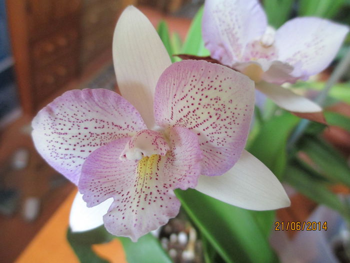 Chantilly Lace Twinkle