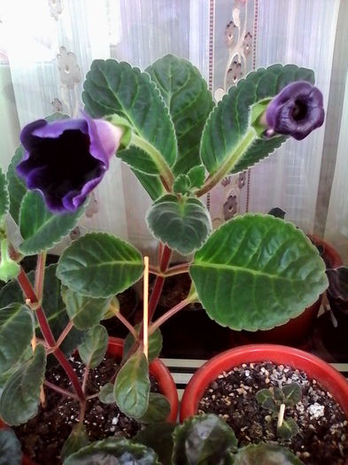 viola