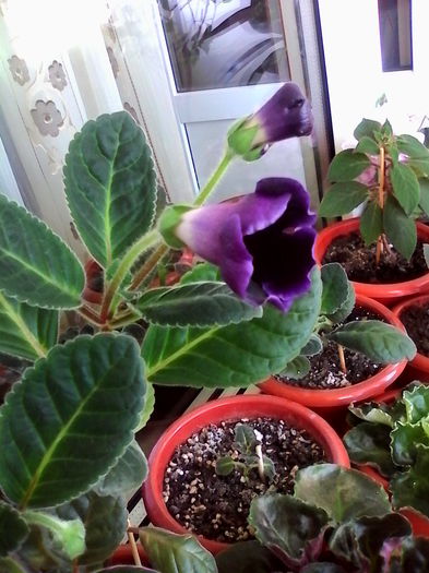 violaceea - gloxinii_2014