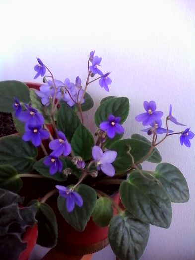 violeta