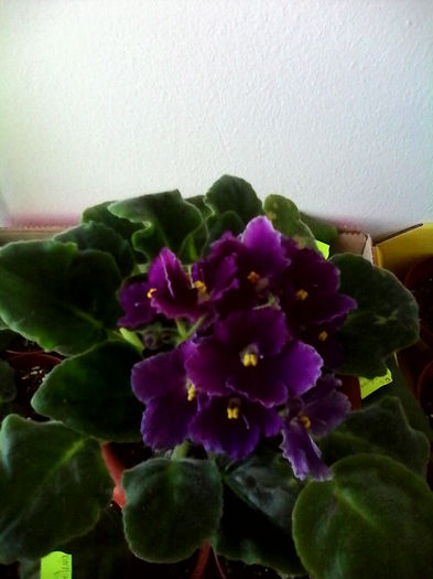 violeta
