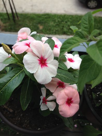 image - vinca rosea-trandafir de Madagascar-nu mai am