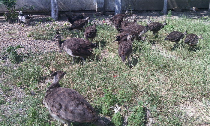 iunie - PUI  PAUNI 1 SERIE APRILIE 2014