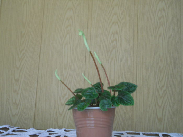 DSCN5000 - PEPEROMIA