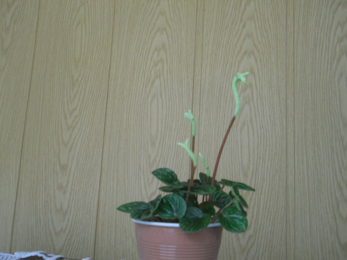 DSCN5001 - PEPEROMIA