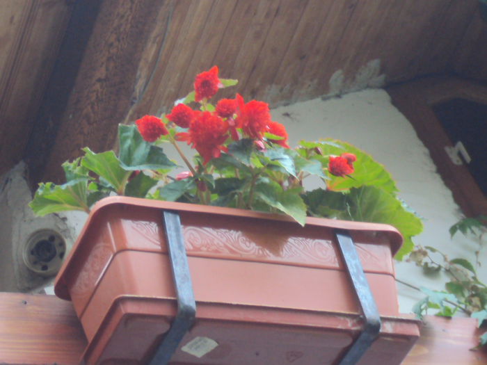 DSC07992 - Begonii