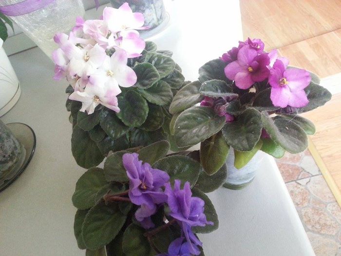 10359525_727137057328402_5383430477032472120_n - Violete 2012-2013-2014-2015