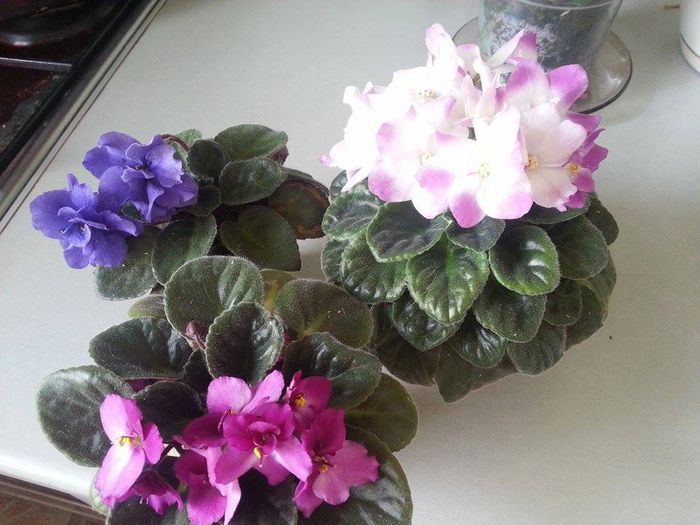 10456015_727137083995066_2163849987028161497_n - Violete 2012-2013-2014-2015