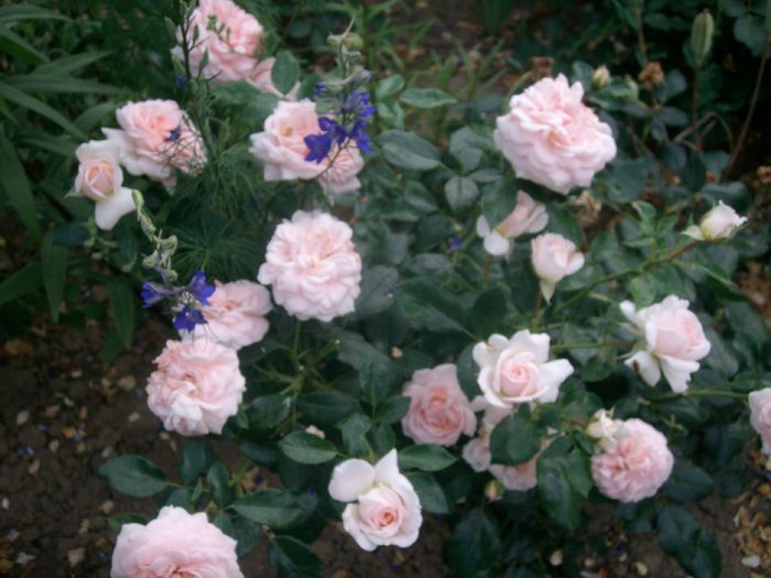 Garden of Roses - Trandafiri 2014