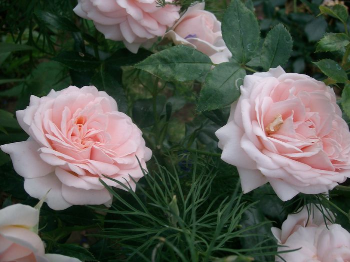 Garden of Roses - Trandafiri 2014