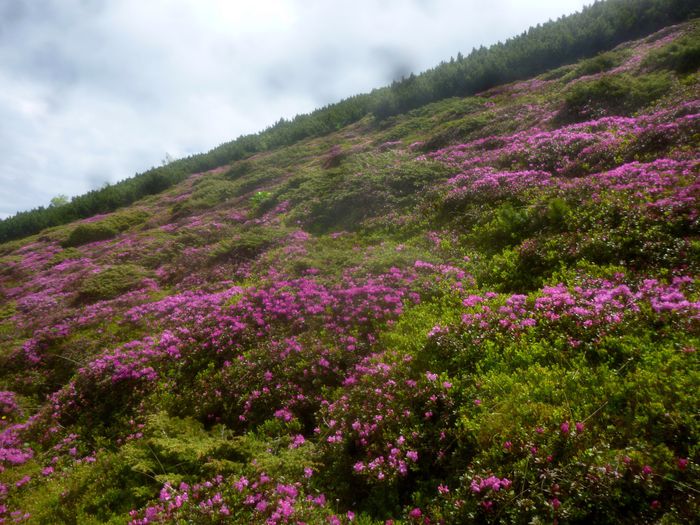 Bujor de munte; Rhododendron
