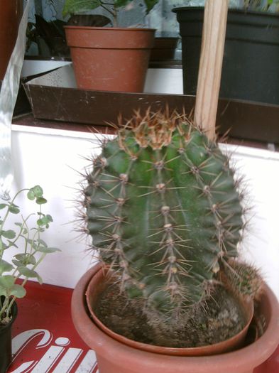 001 - Cactusi