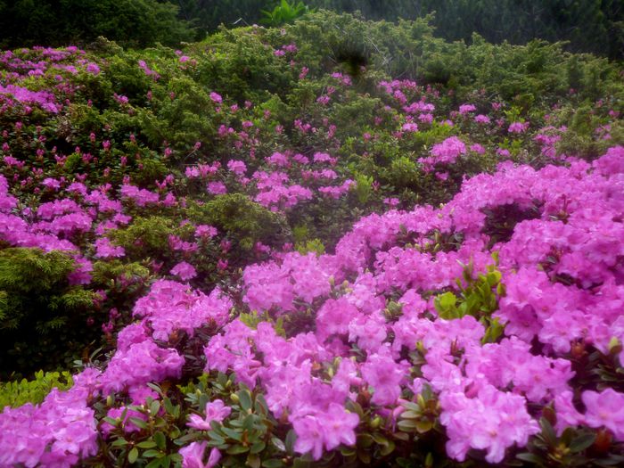 Bujor de munte; Rhododendron
