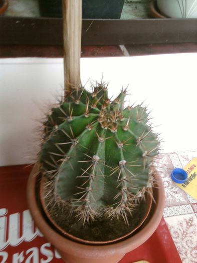 002 - Cactusi