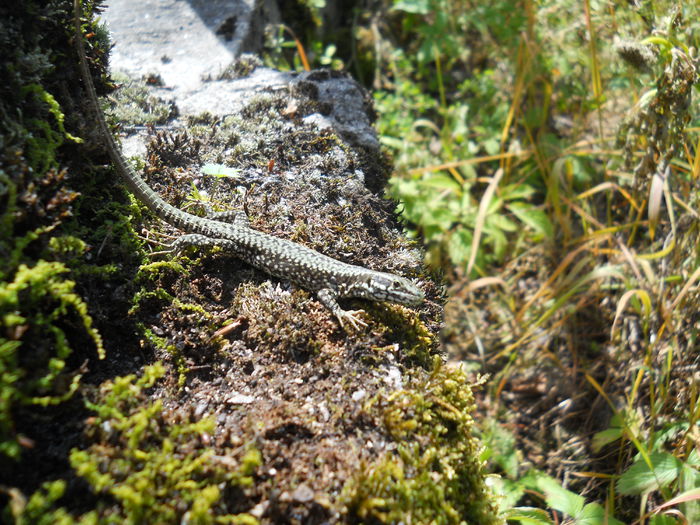 Acelasi - 92 Reptile amfibieni batracieni nevertebrate autohtone