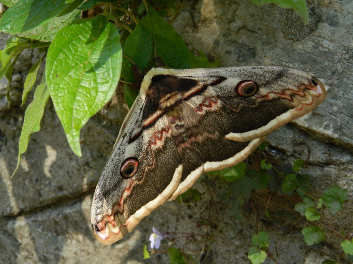 DSCN0224 - Saturnia pyri