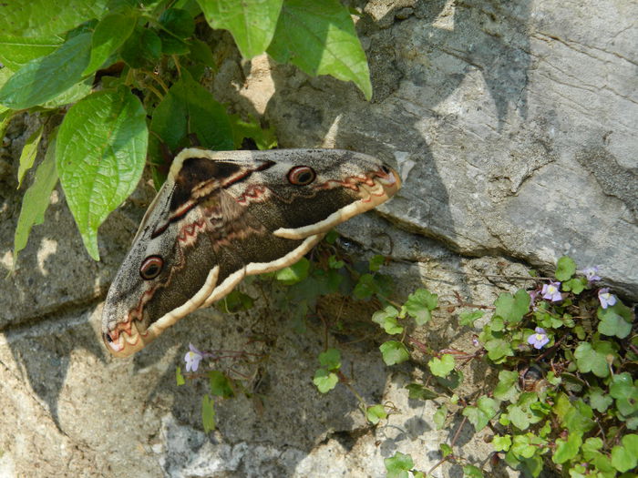 DSCN0226 - Saturnia pyri