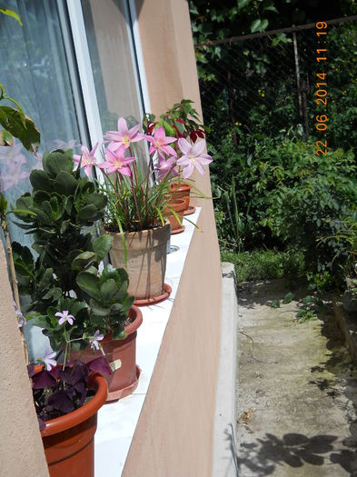 003 - FLORI DIN GRADINA MAMEI MELE 2014  II