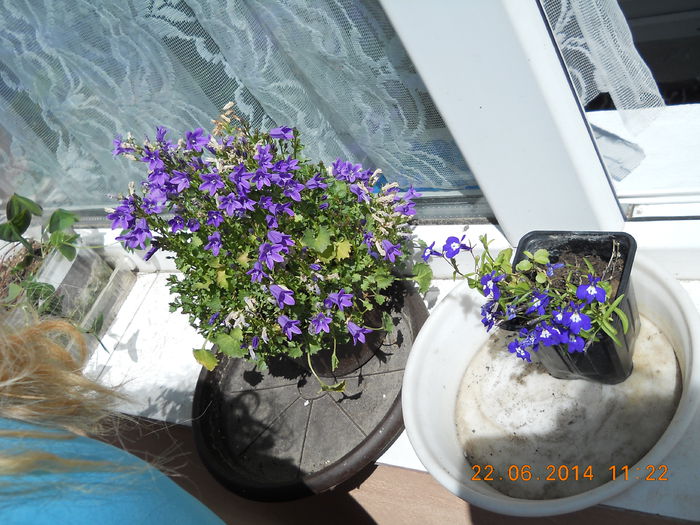 018 - FLORI DIN GRADINA MAMEI MELE 2014  II