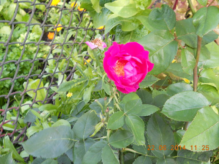 036