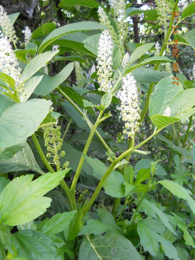 poate cineva sa spuna ce planta este?