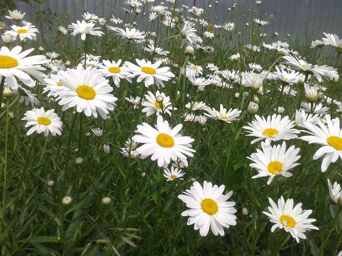 Margarete; Leucanthemum vulgare
