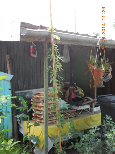pasiflora mea,
