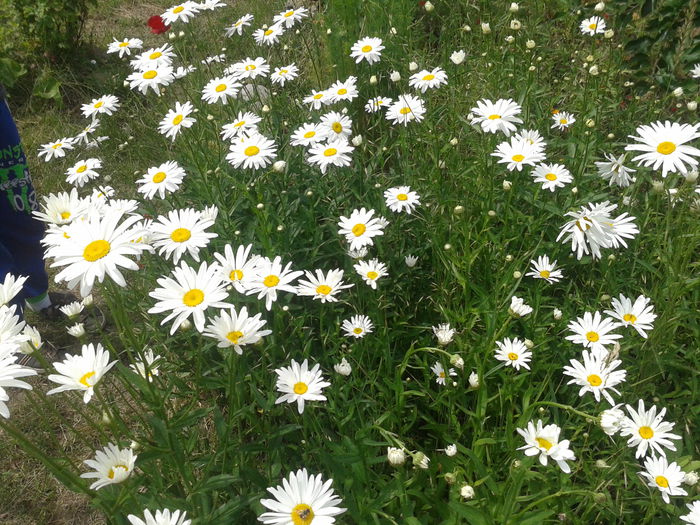 Margarete; Leucanthemum vulgare
