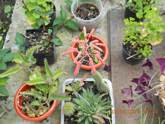 cactusul meu