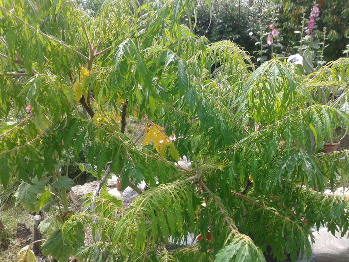 Otetar ornamental Rhus typhina ‘Laciniata’ - Iunie