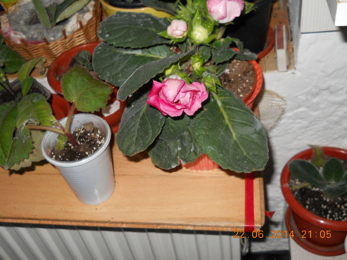 056 - IUNIE 2014
