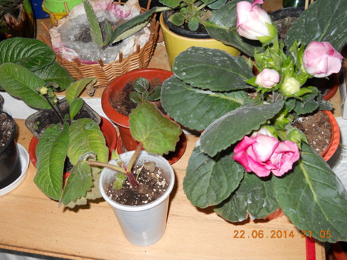 057 - IUNIE 2014
