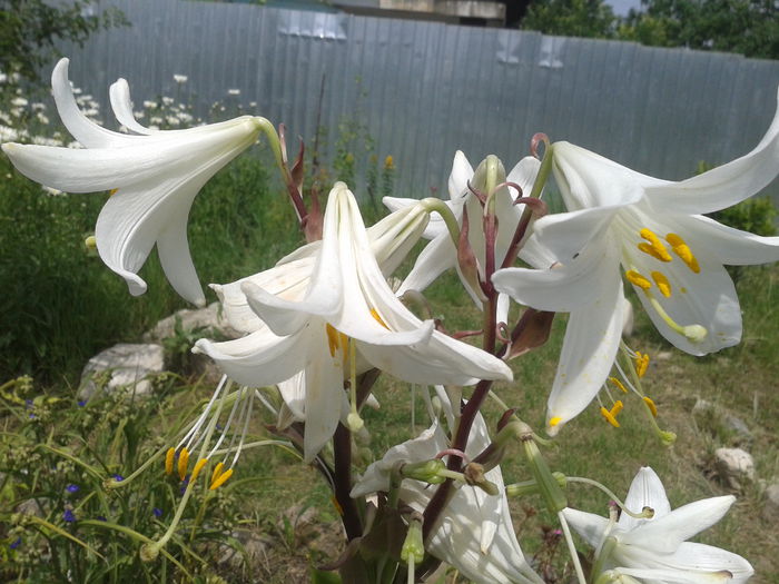 Crini; lilium candidum
