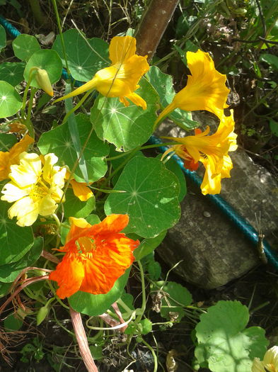 Condurasi cataratori; Condurul doamnei(Tropaeolum majus) este o floare originara din Peru.
