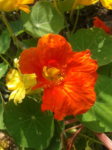 Condurasi; Tropaeolum majus
