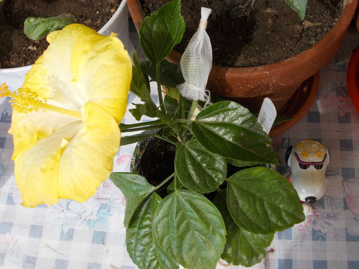 22 iunie 2014-flori 004