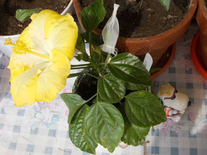 22 iunie 2014-flori 005