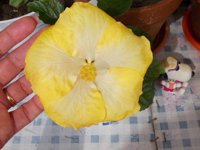22 iunie 2014-flori 006