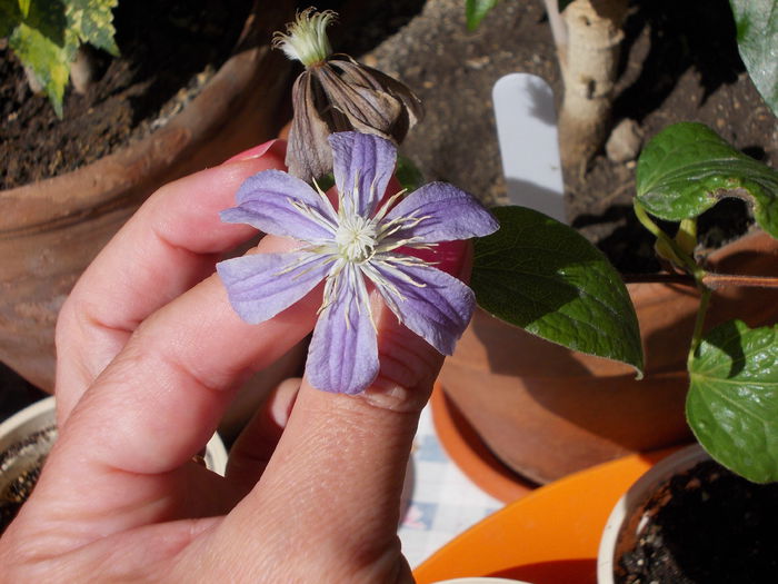 22 iunie 2014-flori 019