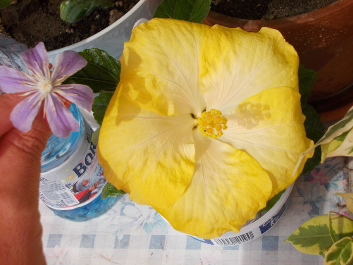 22 iunie 2014-flori 023