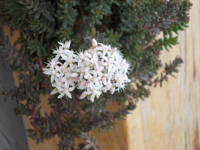 22 iunie 2014-flori 037