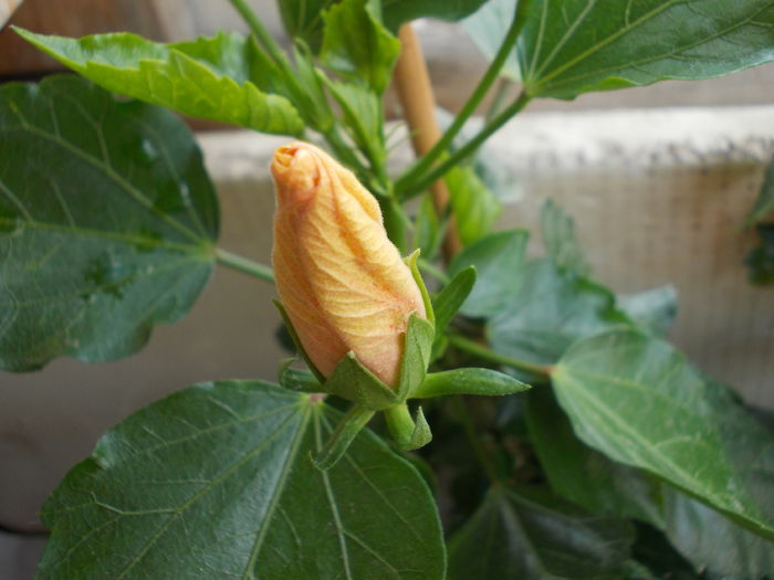 22 iunie 2014-flori 042