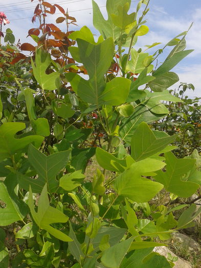 Arbore lalea; Liriodendron tulipifera
