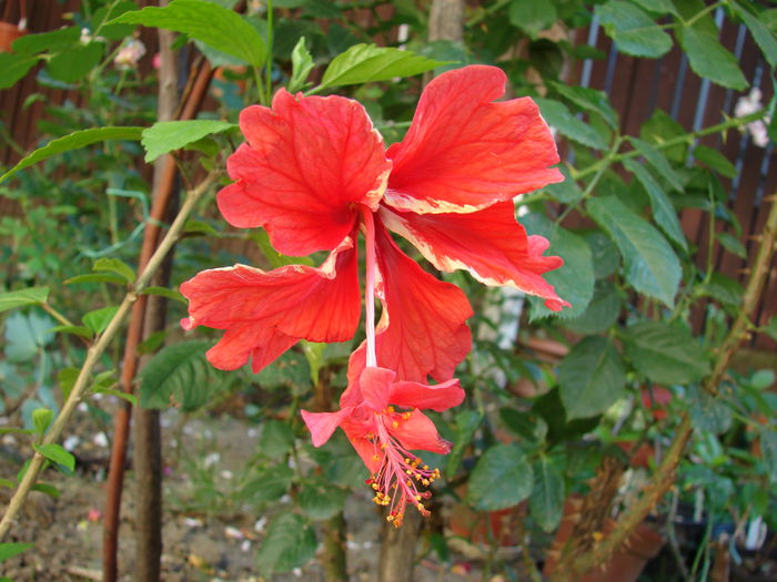 DSC08728 - Hibiscus