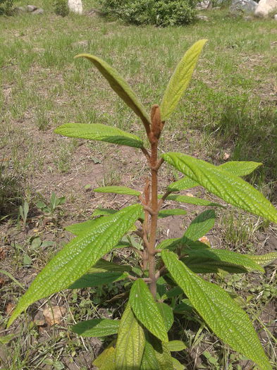 Viburnum rhytidophyllum , evergreen; Viburnum rhytidophyllum  Specie originara din China, cu frunzis persistent.
