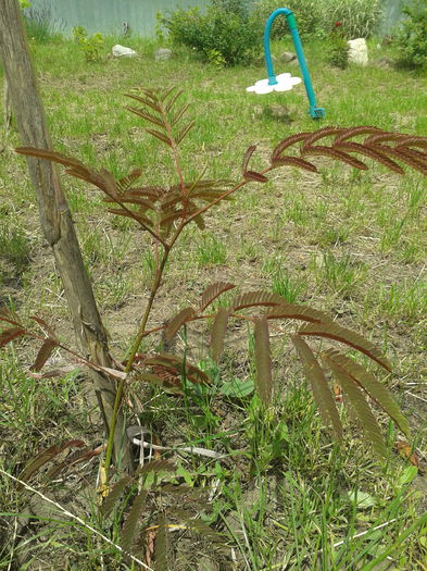 Arborele de matase; Albizia Julibrissin
