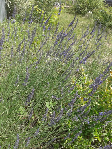 Lavanda; Lavandula angustifolia
