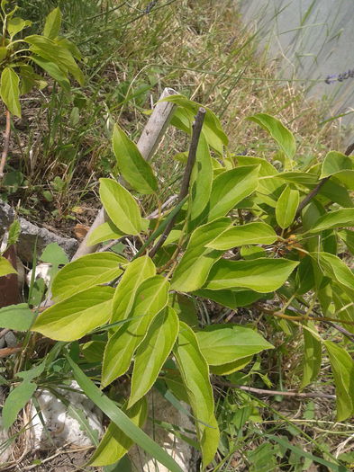 Kiwi Actinidia arguta - Iunie