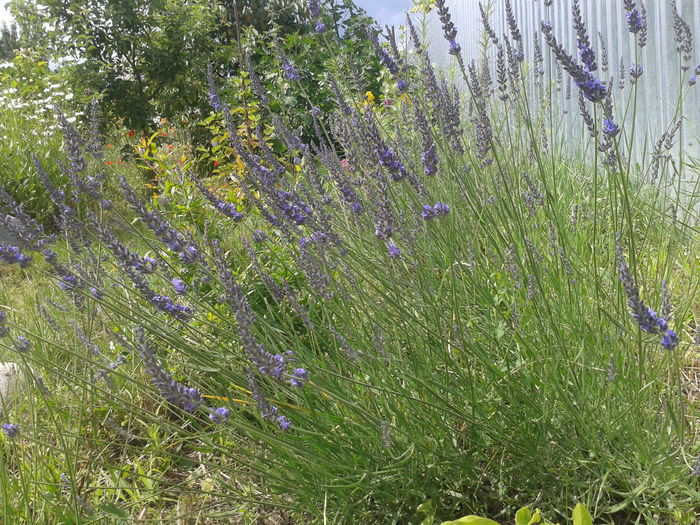 Lavanda; Lavandula angustifolia
